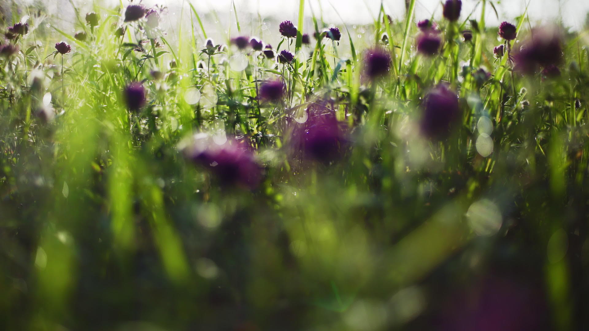 青草中的花朵视频的预览图