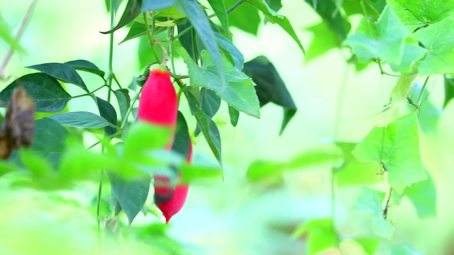 红色熟瓜子挂在葡萄树上滋养眼睛视频的预览图