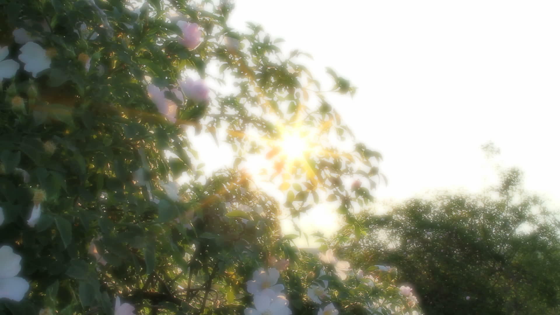 太阳光鲜花视频的预览图