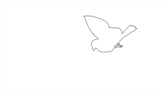 4K鸟类和麻雀的动画正在飞行在白屏上分离视频的预览图