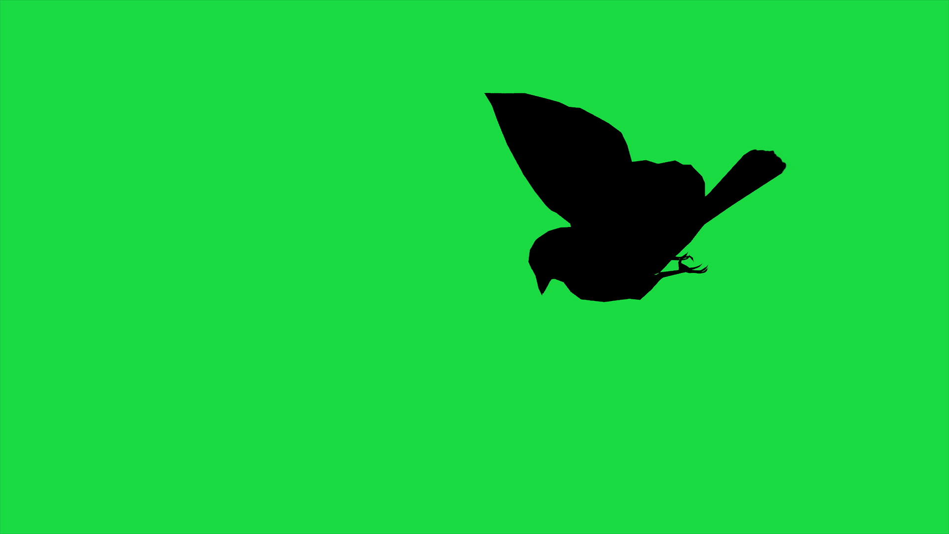 4k鸟麻雀动画在绿屏上分离视频的预览图