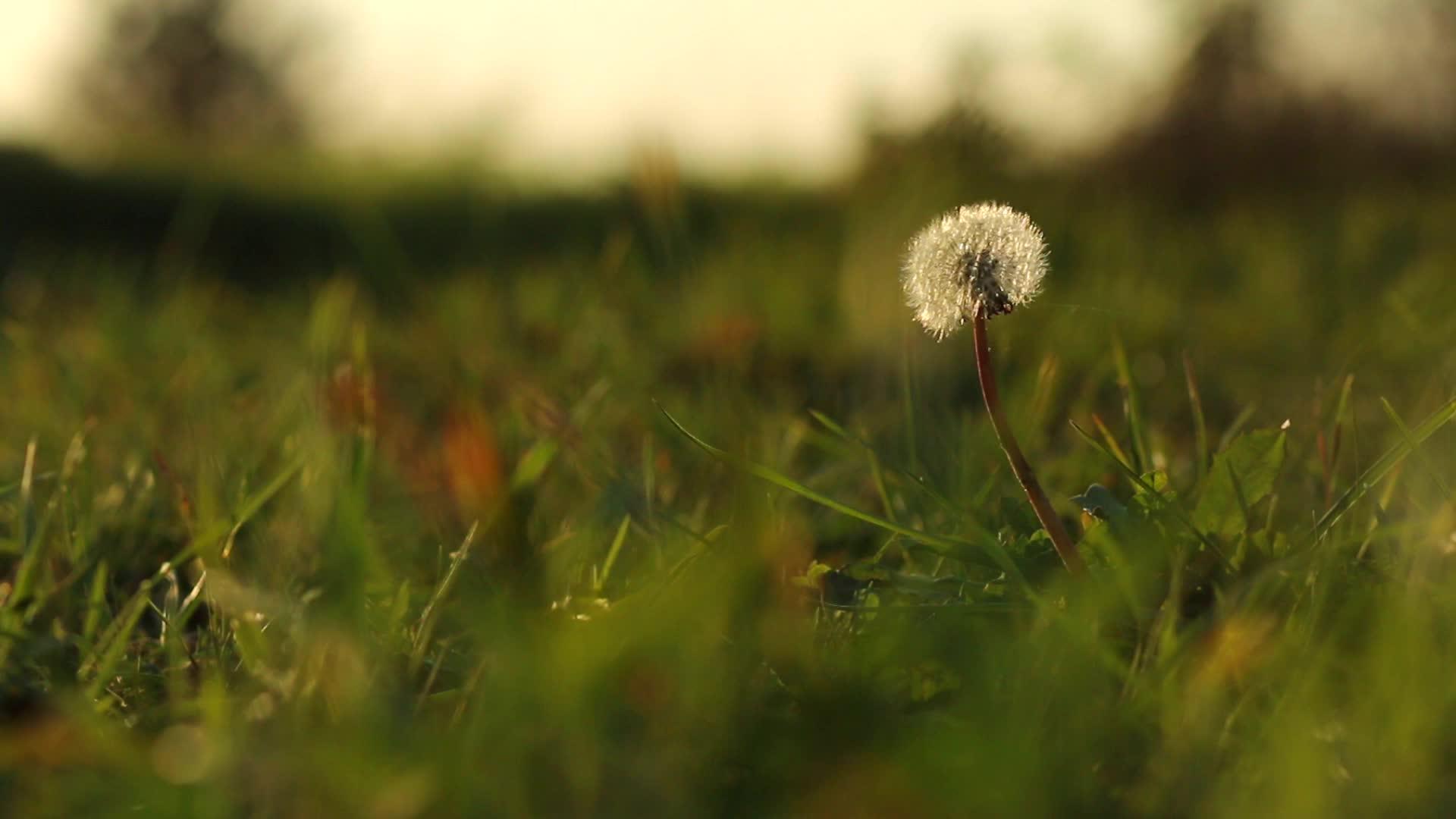 草地里的达迪利翁视频的预览图