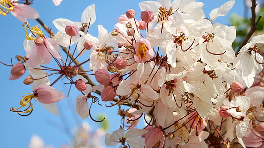 4k春风吹出美丽的花朵粉色的花朵以蓝天为背景视频的预览图