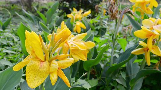 黄色百合是一种菊花品种有香草在花卉家族中不朽视频的预览图
