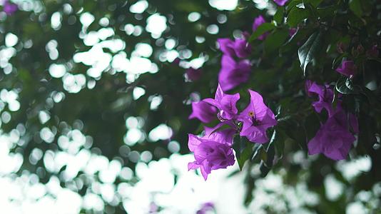 紫色的花朵来自树上模糊的叶子视频的预览图