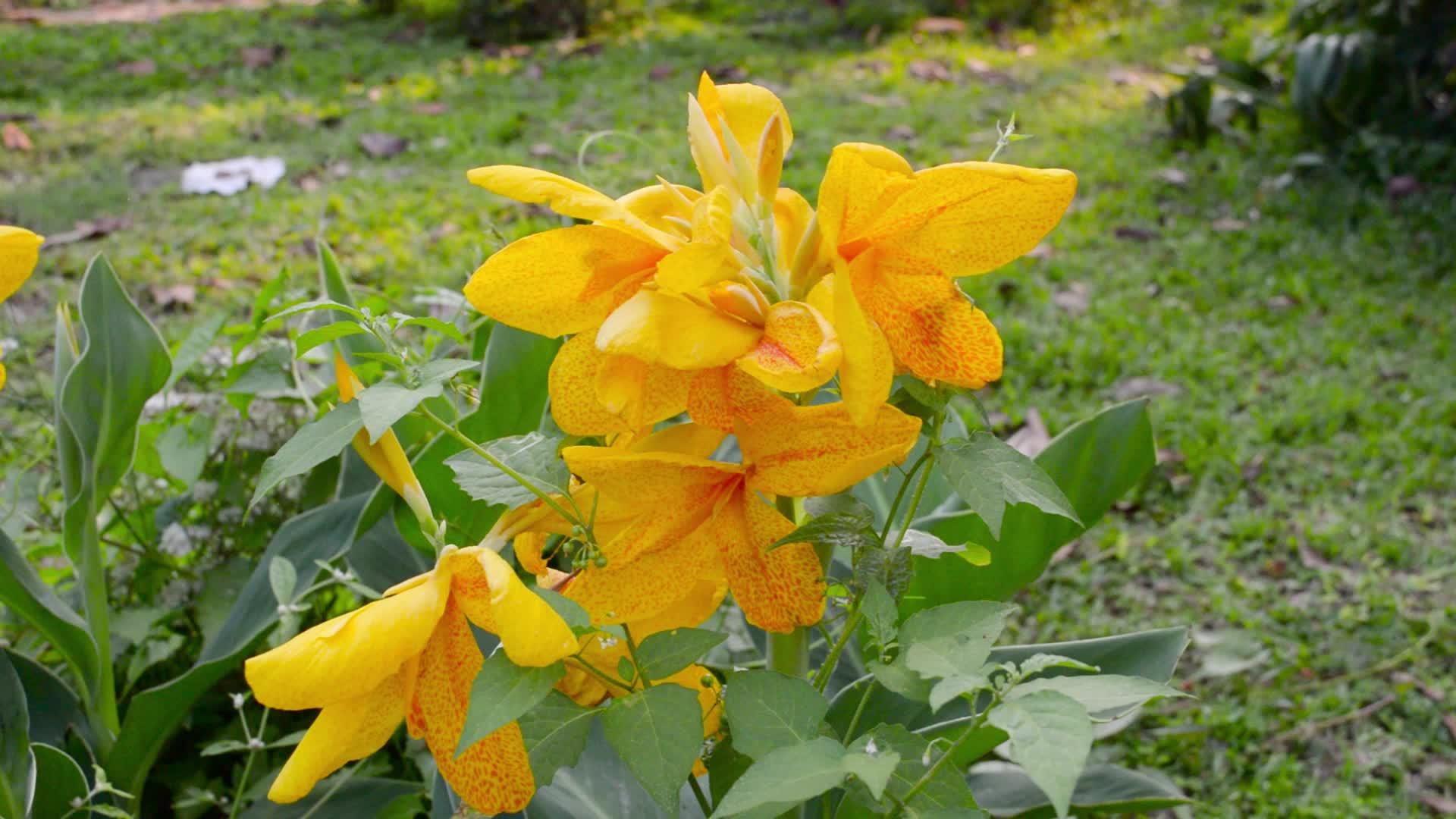 黄色百合是一种菊花品种有香草在花卉家族中不朽视频的预览图