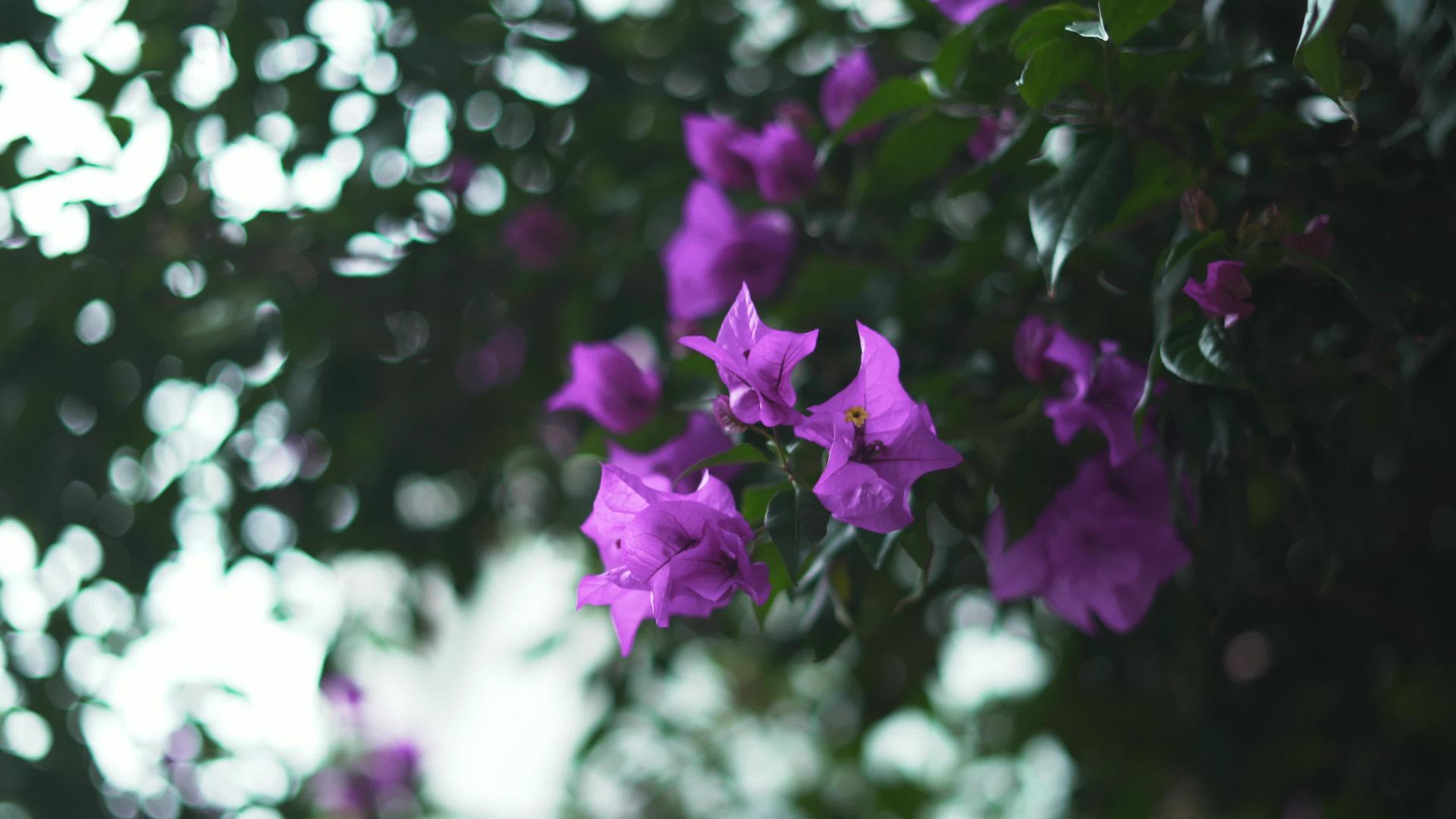 紫色的花朵来自树上模糊的叶子视频的预览图