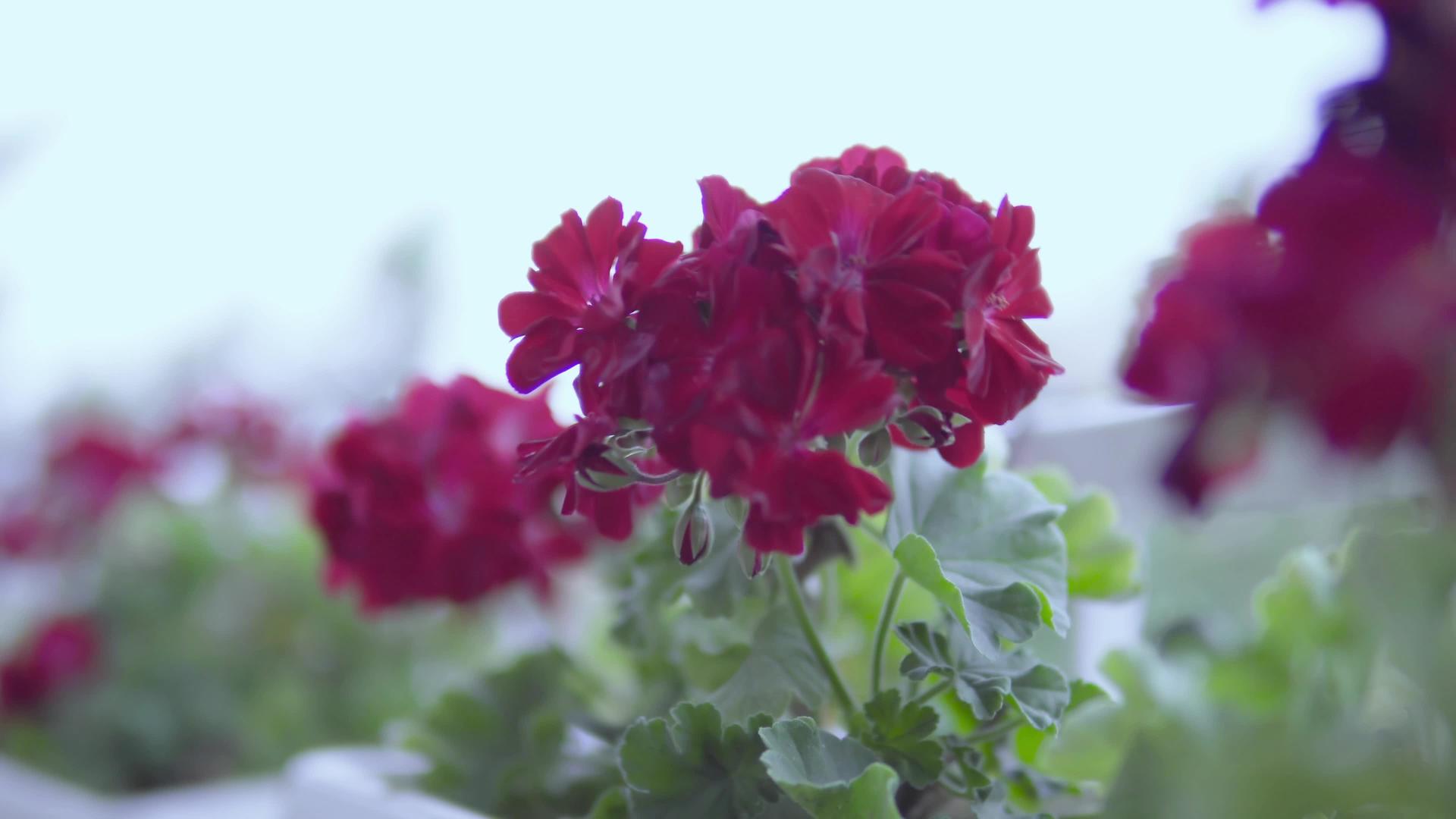 夏天微风秋千上的花朵视频的预览图
