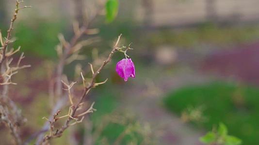 美丽明亮的粉红色花朵在灌木丛的光明枝条上摇摆视频的预览图