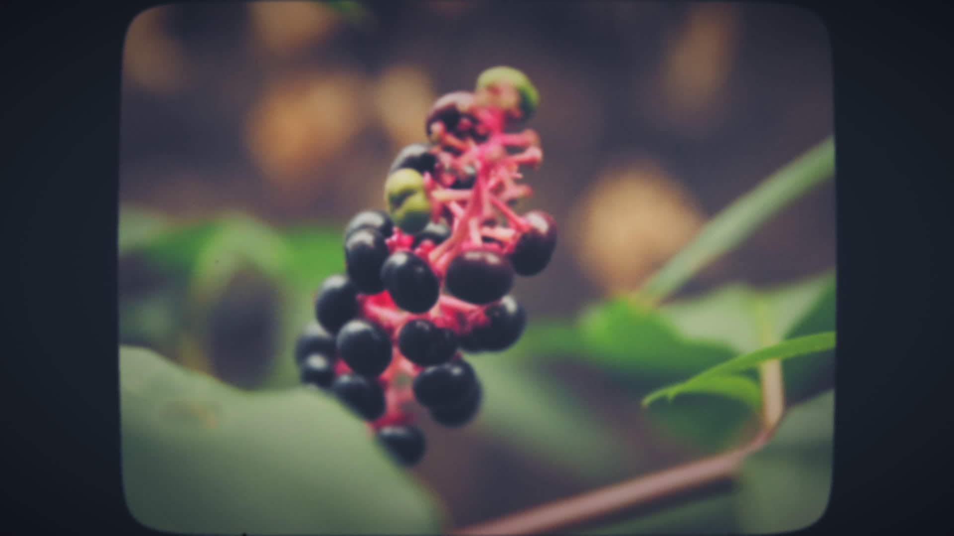 小红黑花的小植物视频的预览图