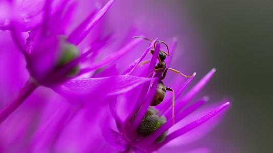 洋葱花上的蚂蚁视频的预览图