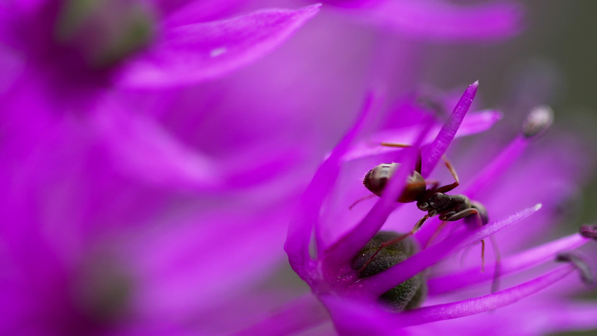 洋葱花上的蚂蚁视频的预览图