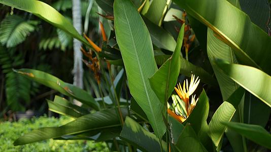 鹤望兰天堂鸟宏观特写背景中的橙黄葫芦科植物视频的预览图