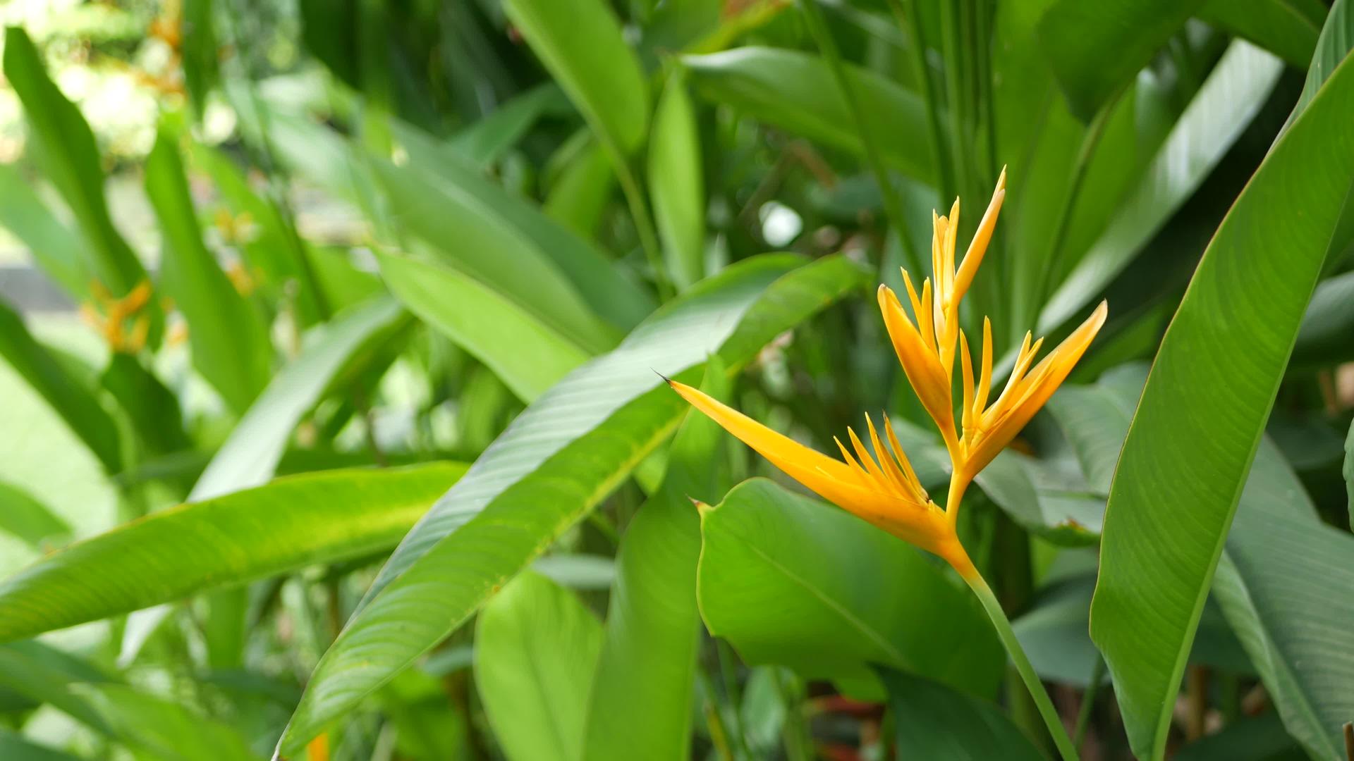 鹤望兰天堂鸟宏观特写背景中的橙黄葫芦科植物视频的预览图