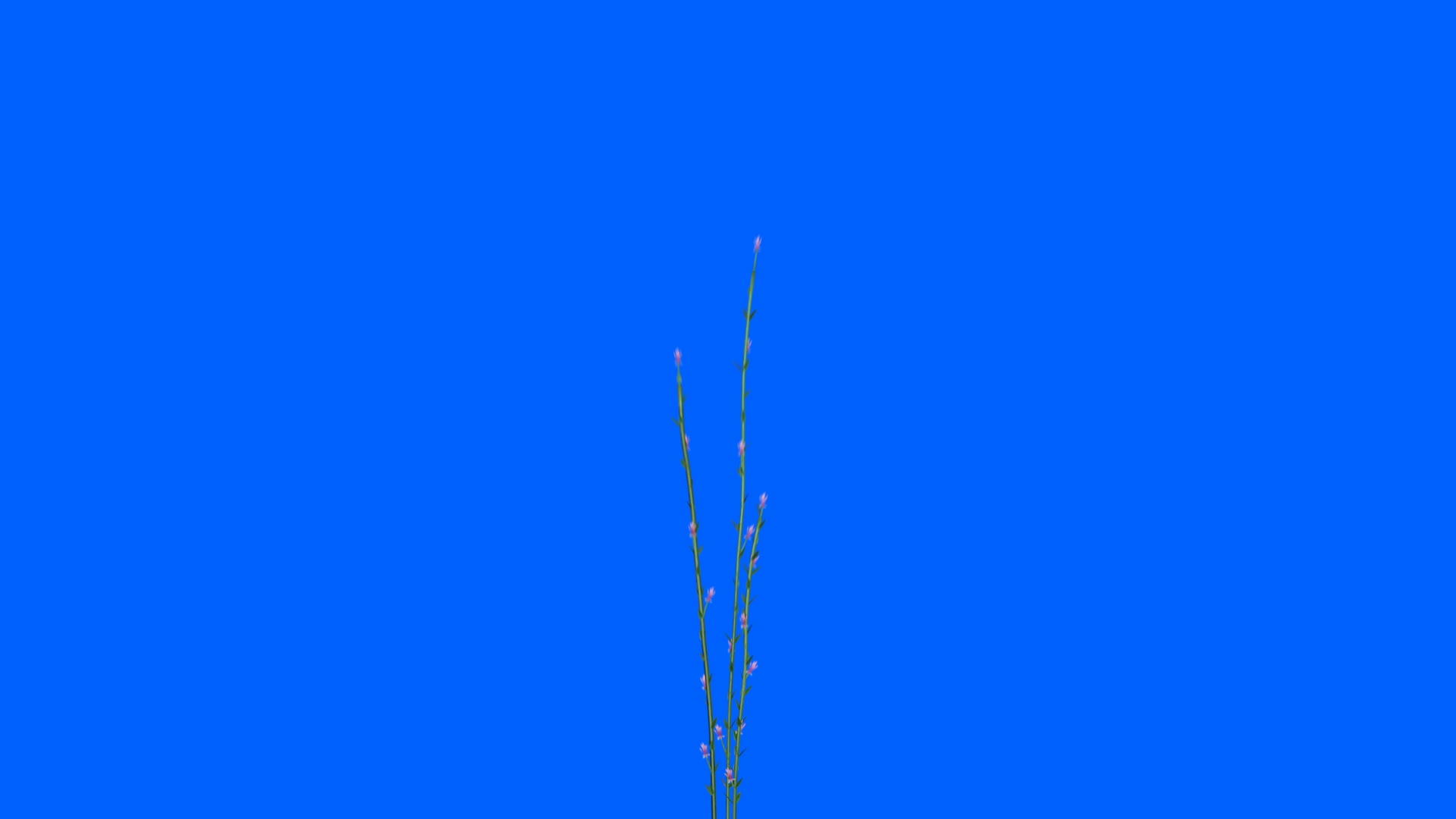 亚特金西亚纳花朵延长生长视频的预览图