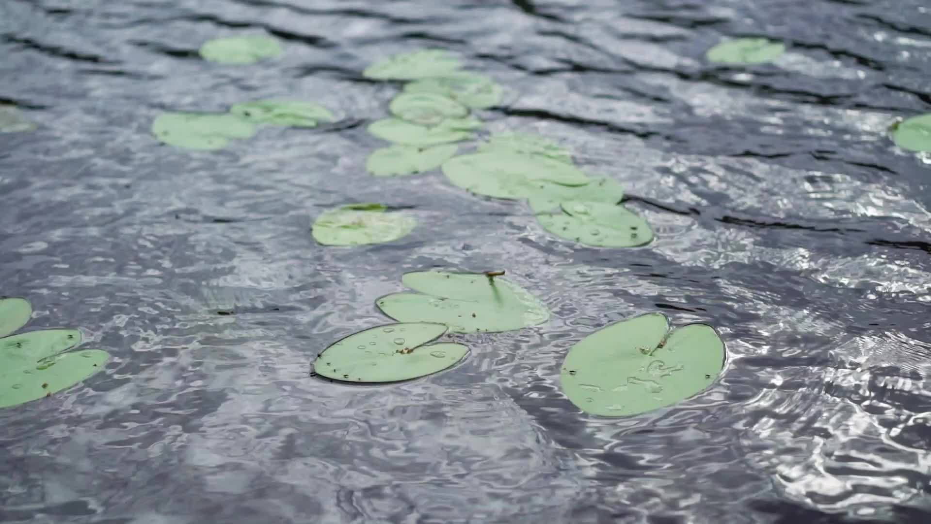尼努法植物在湖泊或池塘中视频的预览图