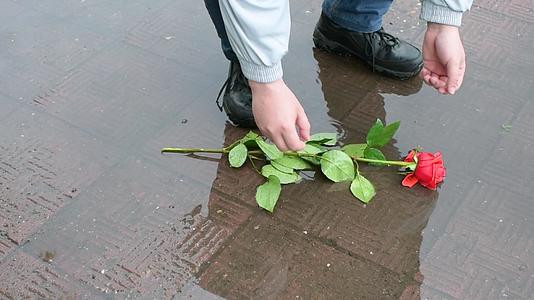 路人小心地从水坑里捡起一朵废弃的红玫瑰视频的预览图