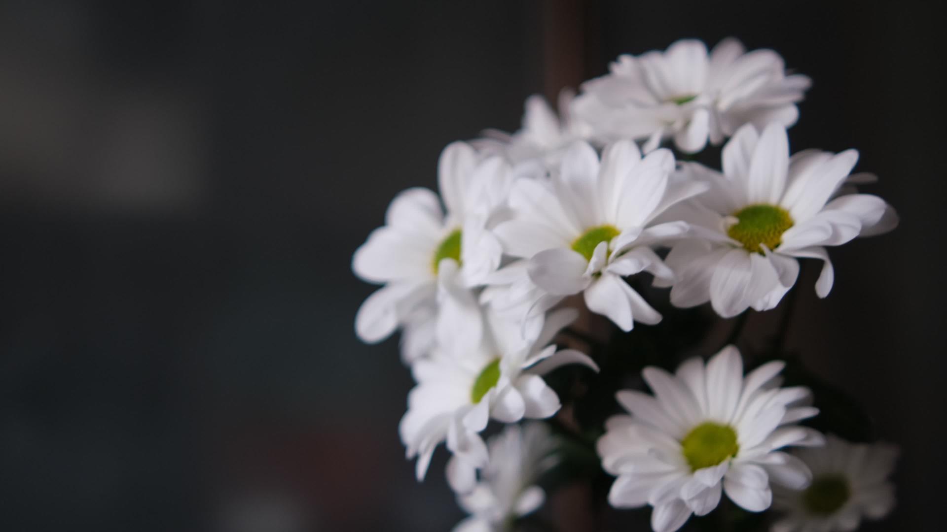 一束白色白色野花的花束选择性地聚焦在黑暗的背景上视频的预览图