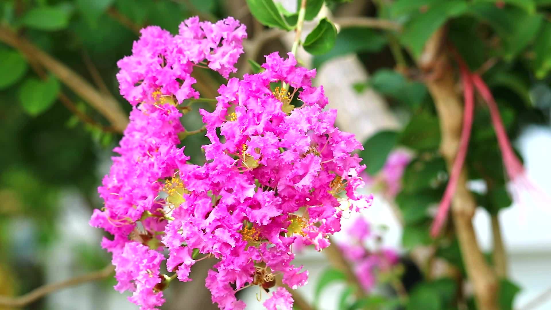 女王的花或冷冻表情谱花园的树上有粉红色和浅色视频的预览图