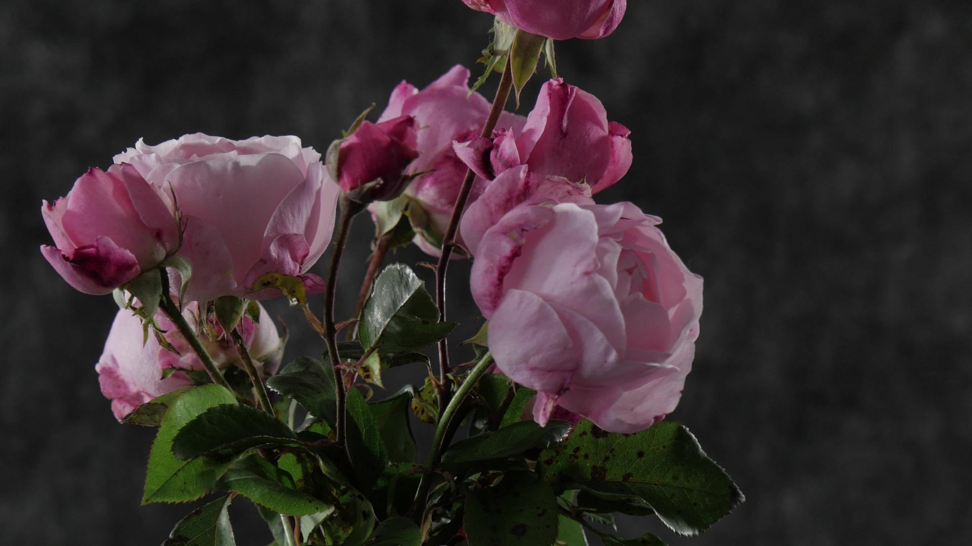 美丽的玫瑰束视频的预览图