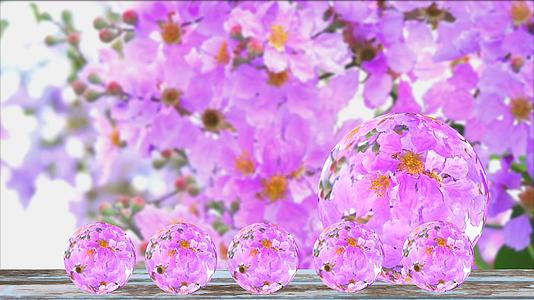 旧木地板秋球玻璃花园紫薇粉白花倒影视频的预览图
