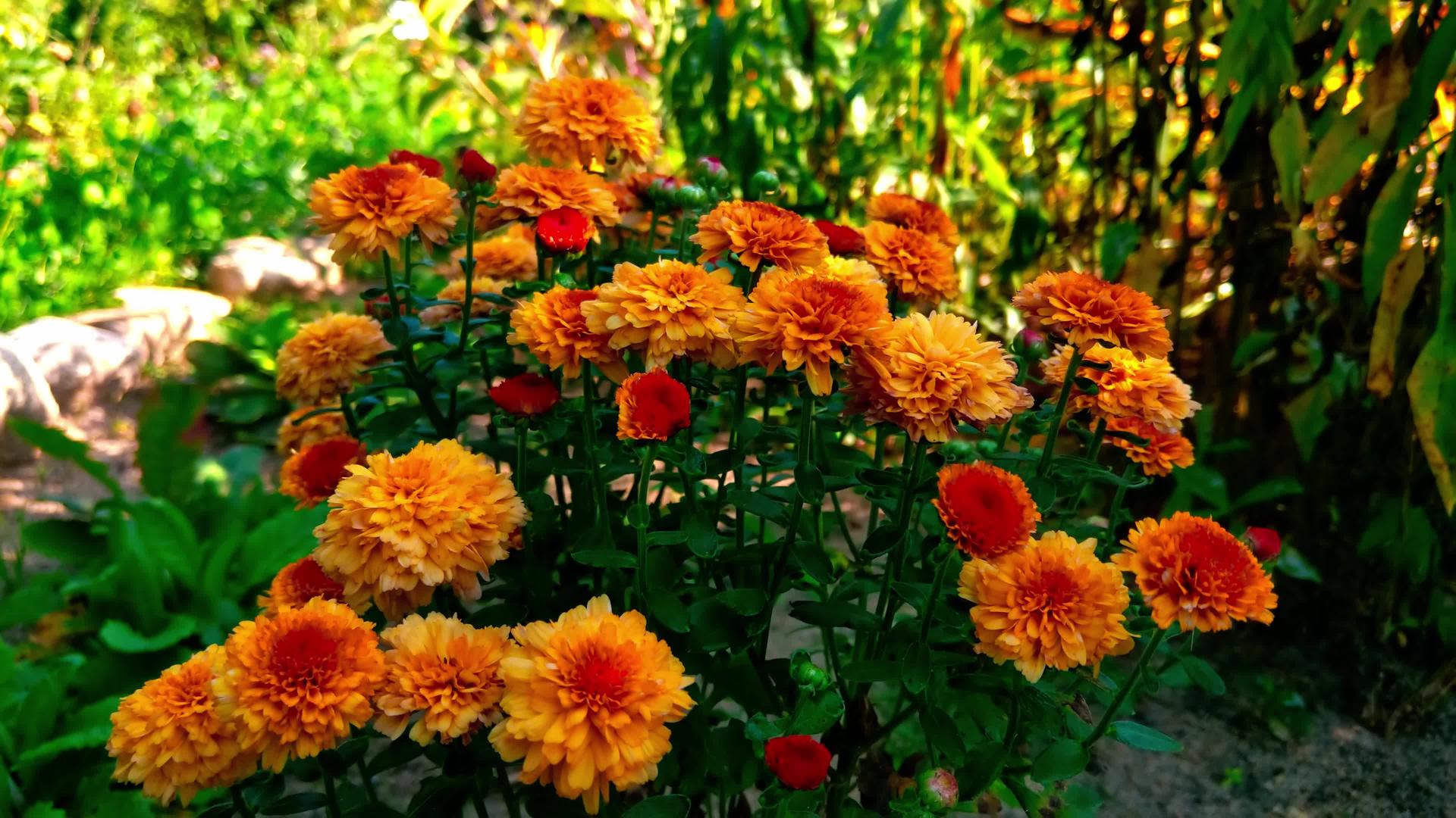 花园里美丽的橙色花朵视频的预览图