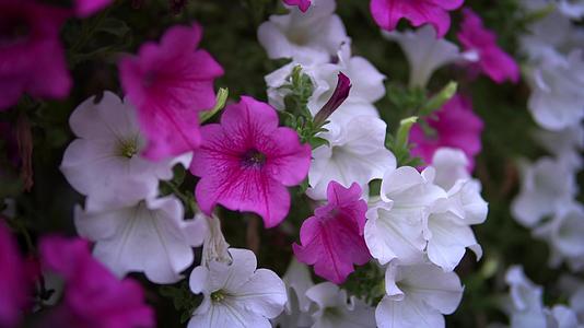 粉色的花在夏天的微风中慢慢地挥舞着视频的预览图