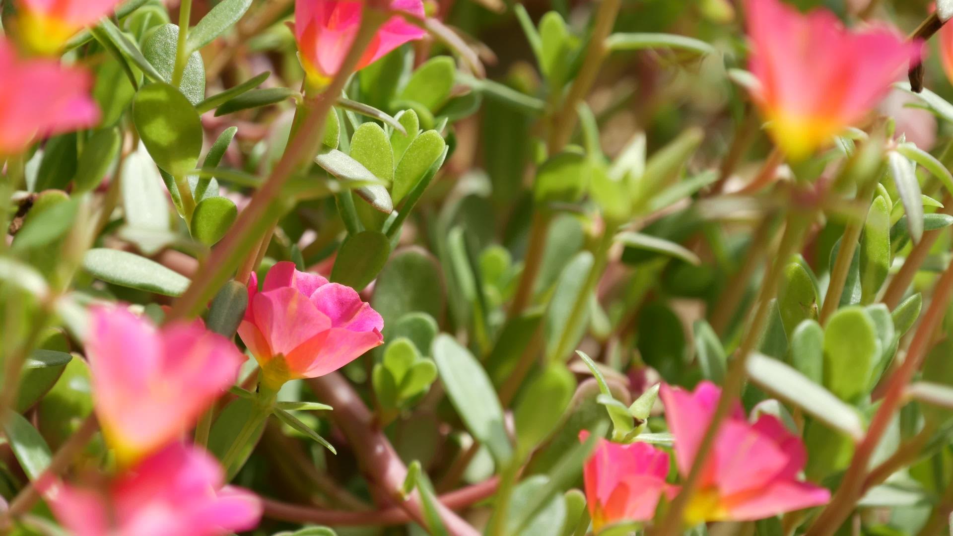花园里有粉红色的花绿色的花坛或草地上柔和的野花视频的预览图