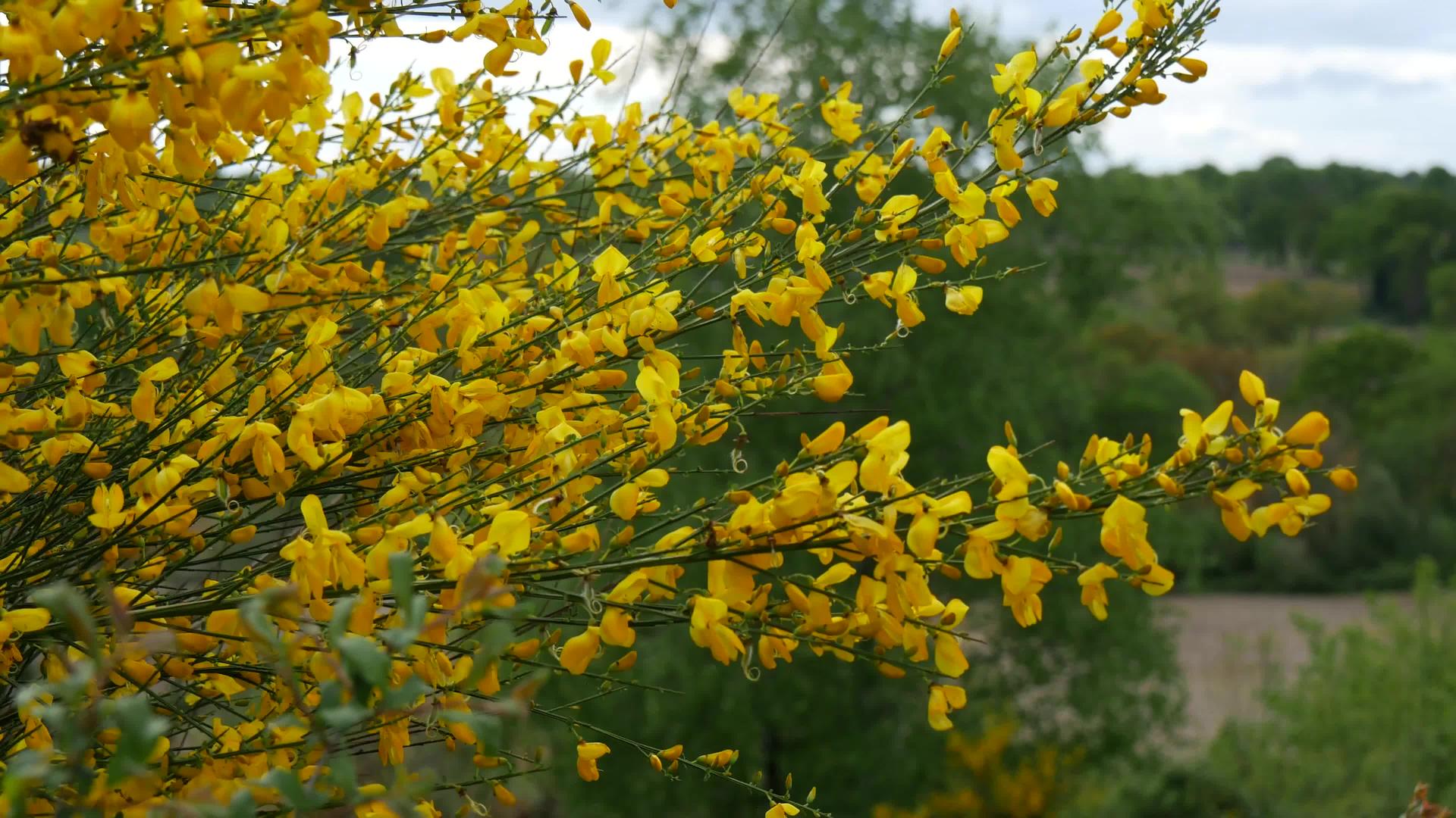 扫树带黄花视频的预览图