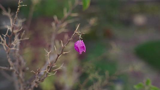 最后一朵粉红玫瑰在风中摇曳着花朵视频的预览图