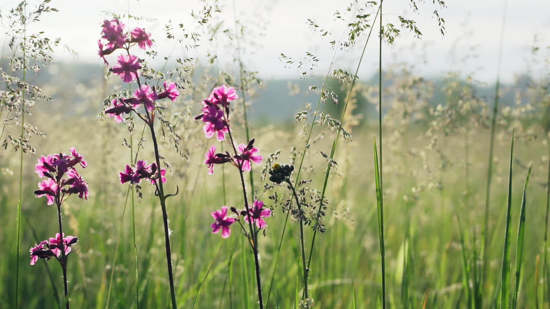 草地上的野生康乃馨视频的预览图