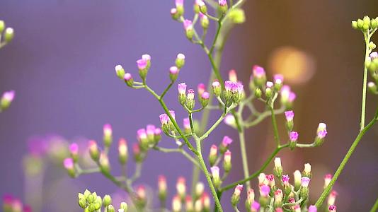 叶米莉亚·索尼奇弗利亚花的健康益处是由叶子制成的茶视频的预览图