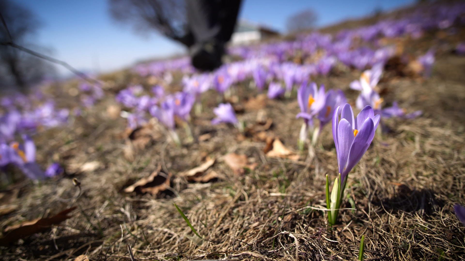 春天从野生紫色的田步行收集一朵花视频的预览图
