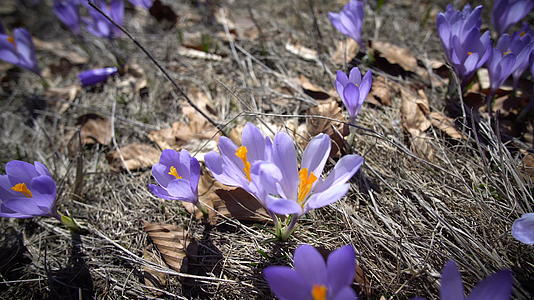 浅紫椰子花在春天开花视频的预览图