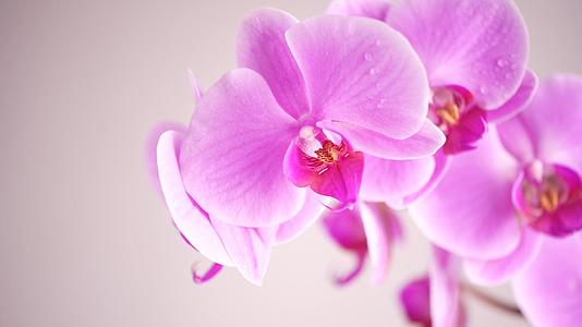 美丽的紫色花朵白色背景视频的预览图