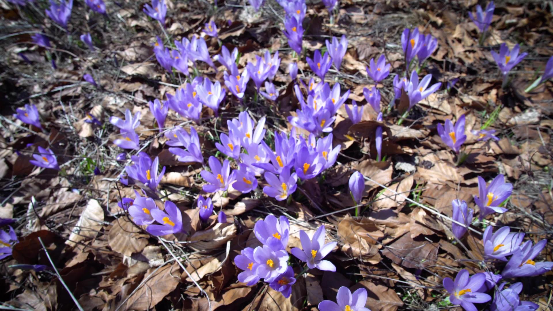 春晶蓝宝石在自然风的背景中视频的预览图