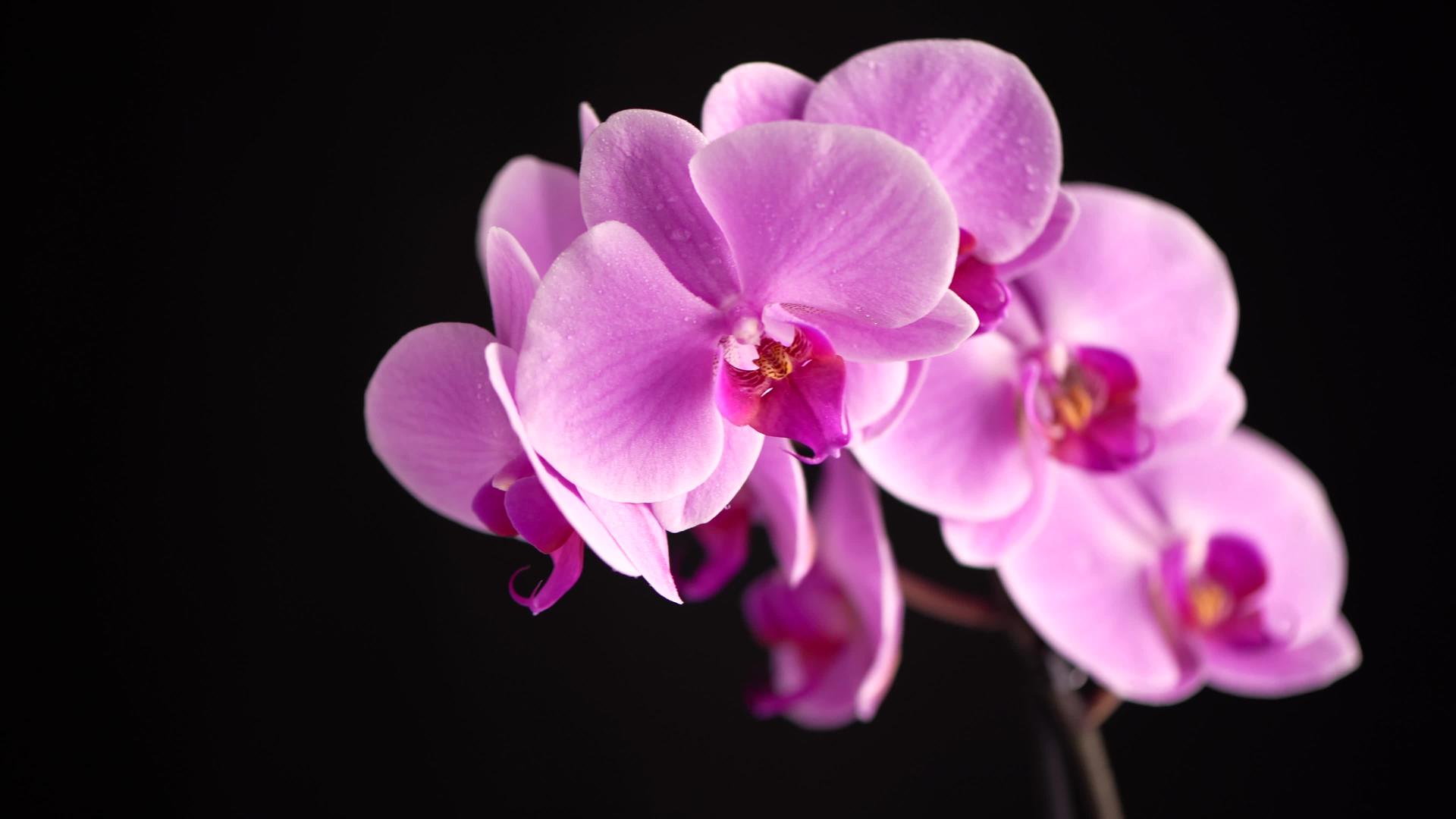 美丽的紫色花兰花黑底视频的预览图