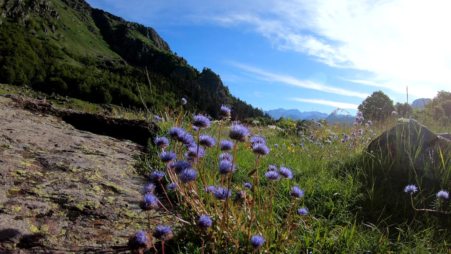 山上美丽的紫色小花视频的预览图