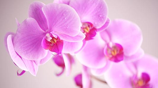 美丽的紫色花朵白色背景视频的预览图