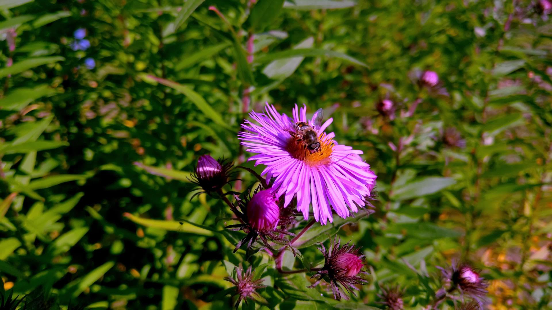 一只蜜蜂坐在公园的紫色花朵上视频的预览图