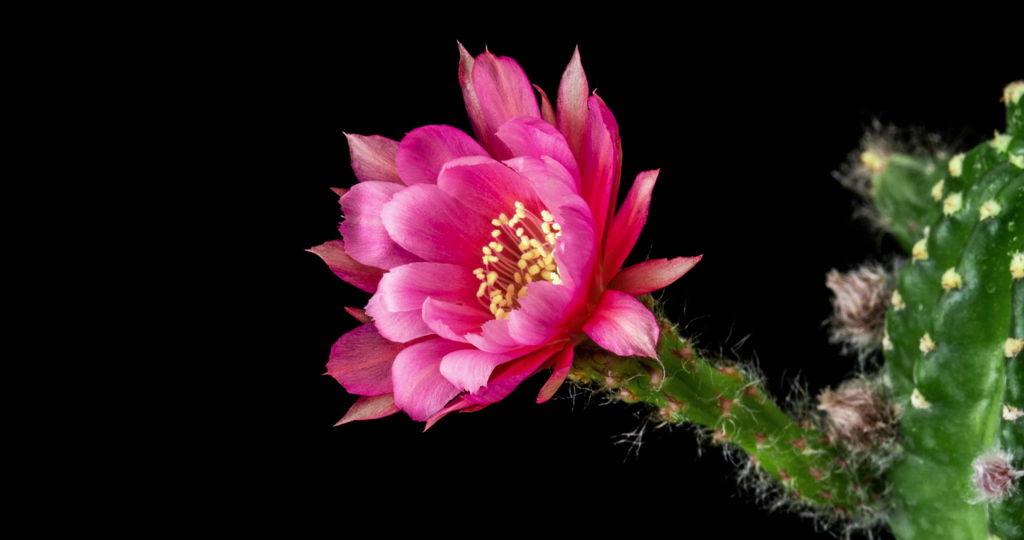 粉色花朵花朵花朵折叠时间视频的预览图
