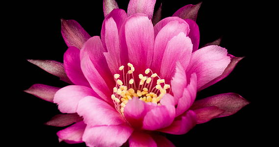 粉色花朵花朵花朵折叠时间视频的预览图
