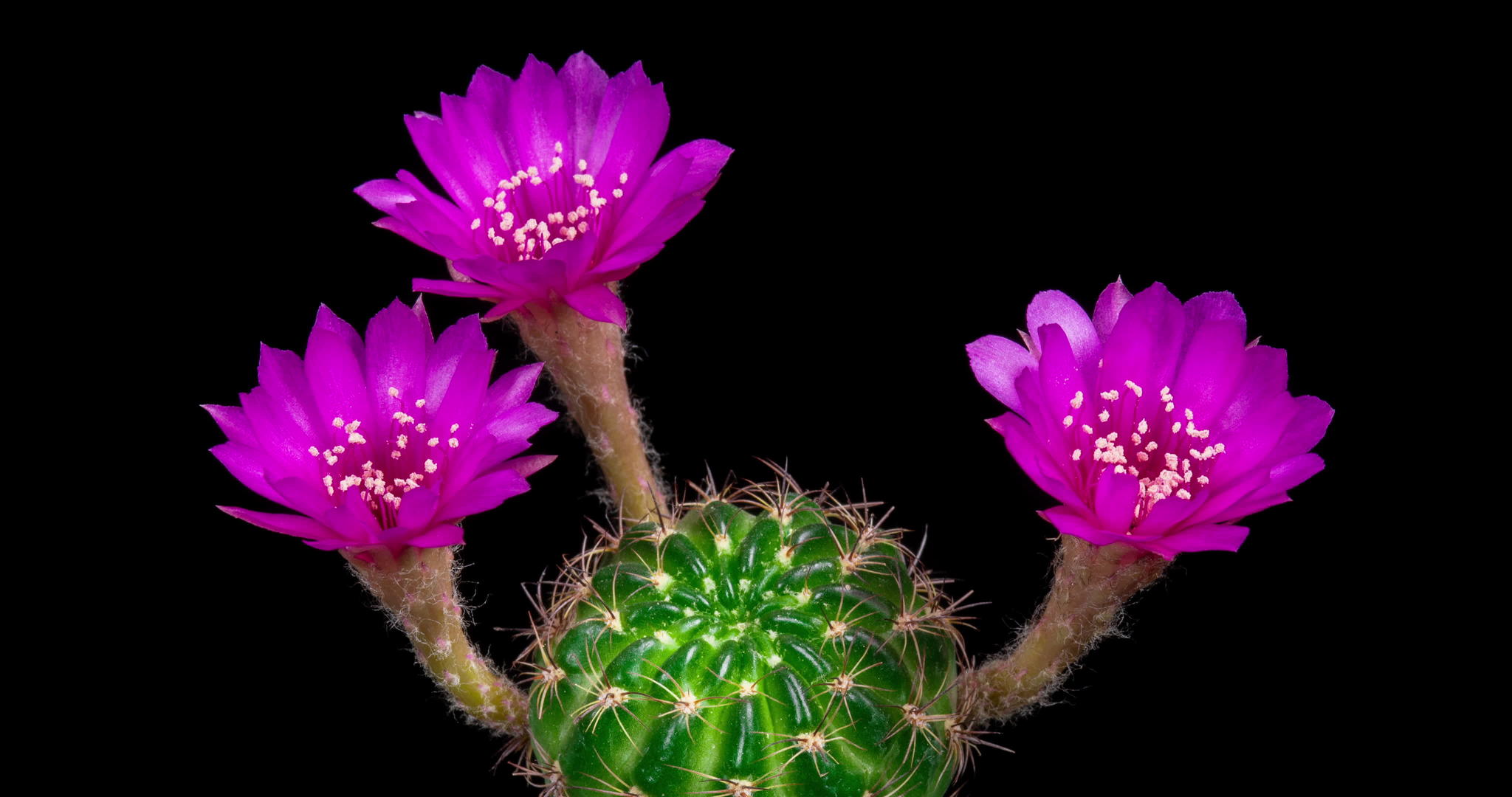 五颜六色的花朵在仙人掌时间折叠视频的预览图