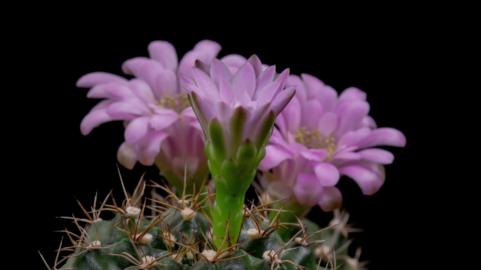 五颜六色的花朵在仙人掌时间折叠视频的预览图