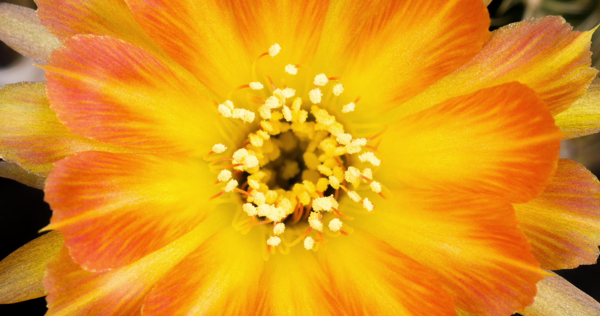 在盛开的仙人掌开放的橙色五颜六色的花卉游戏中时光倒流视频的预览图
