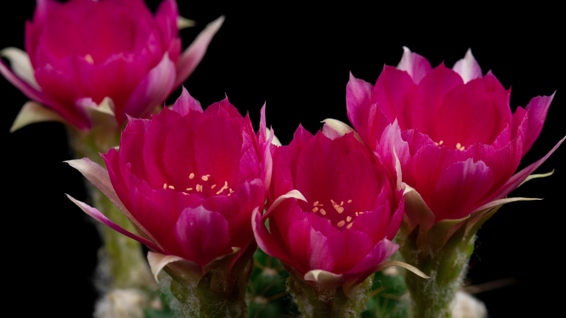 仙人掌时空盛开的热粉多彩的花朵视频的预览图