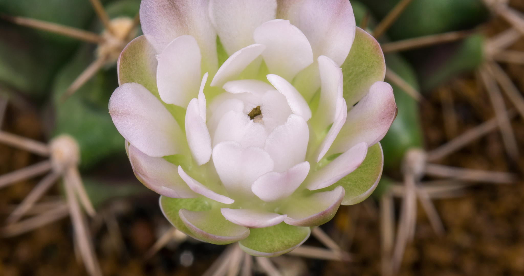 仙人掌时间折叠白花盛开视频的预览图