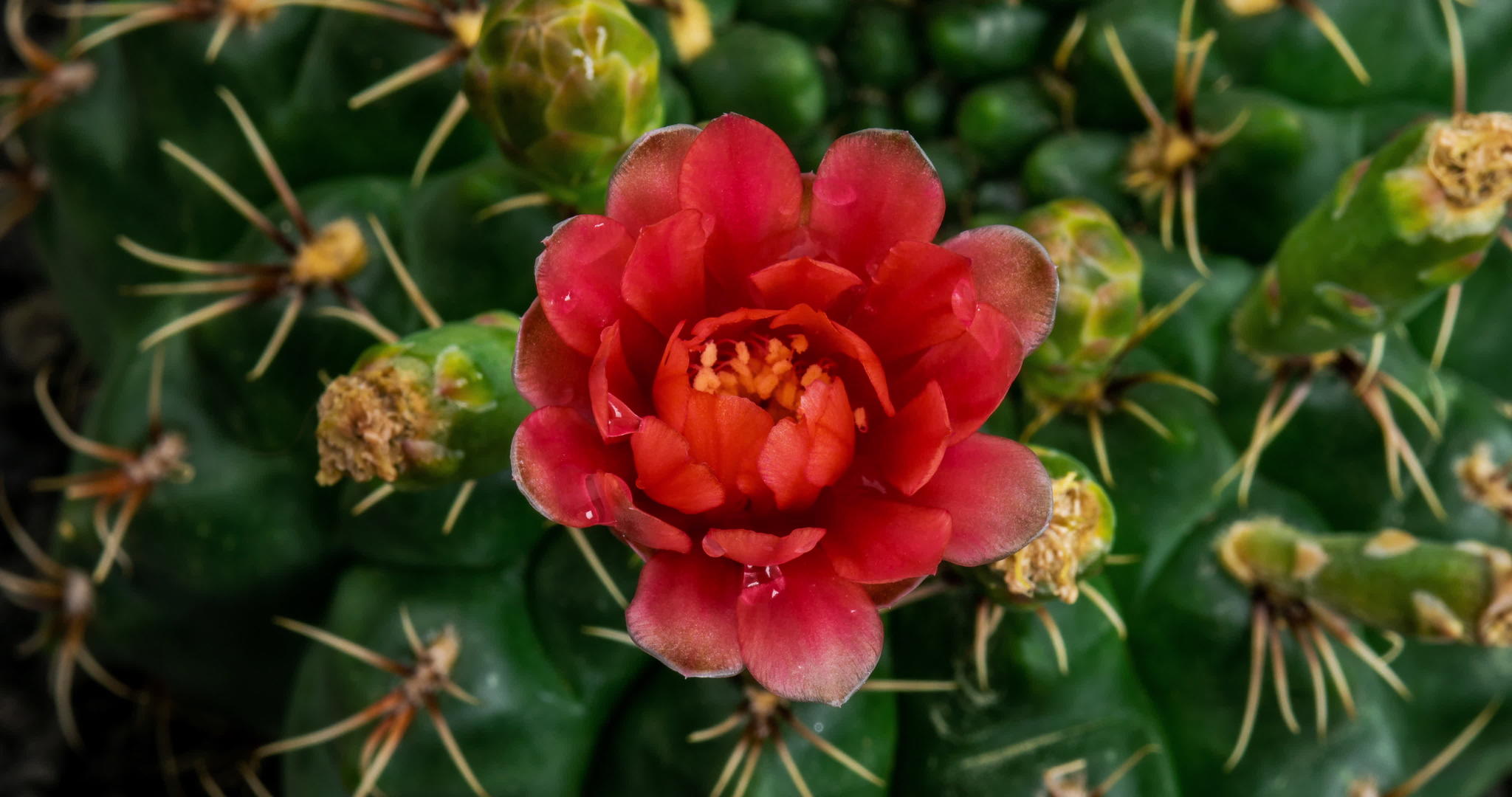 花仙人掌时的红花折叠时间视频的预览图