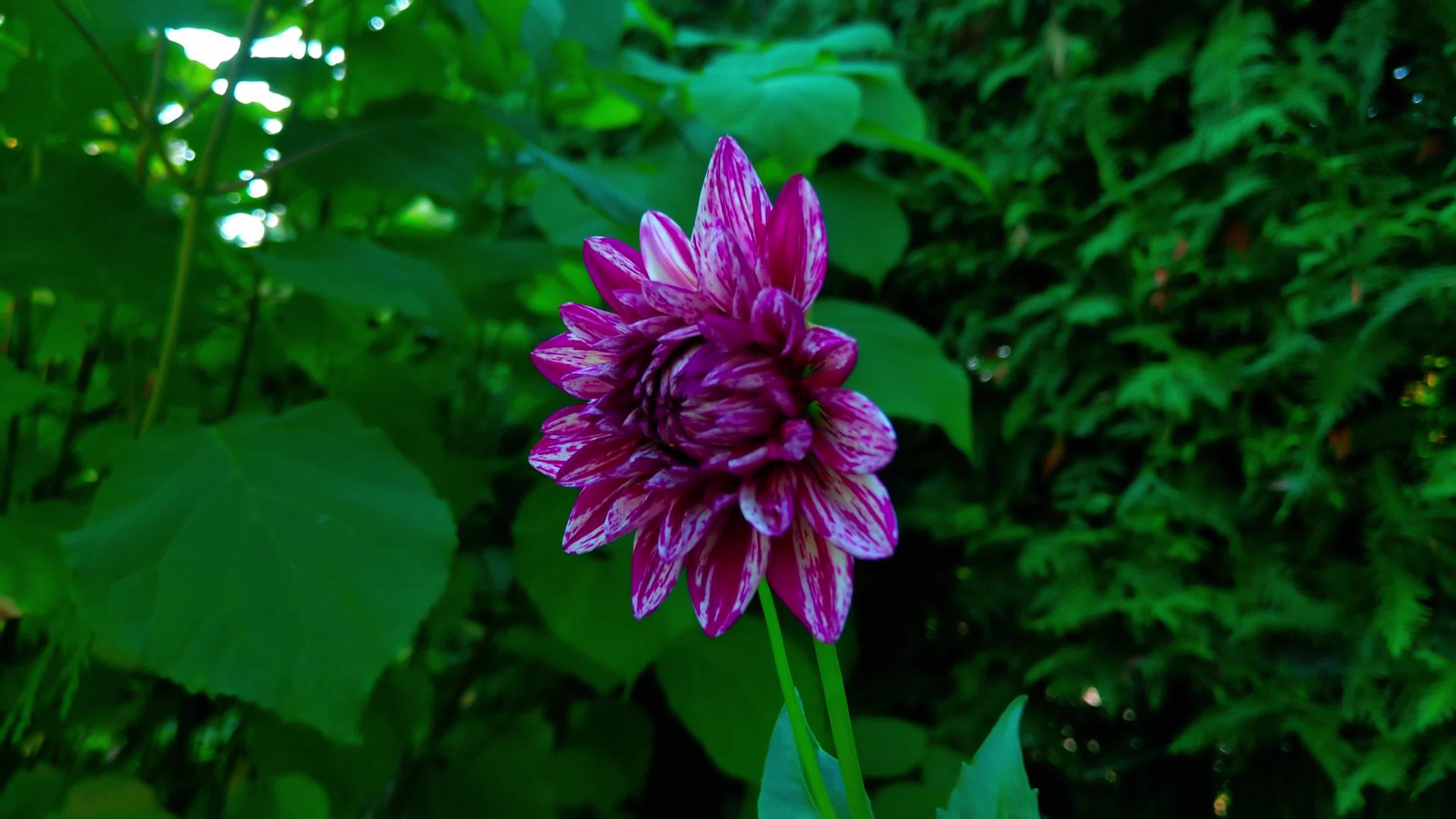 明亮的紫色大丽花靠近花园视频的预览图