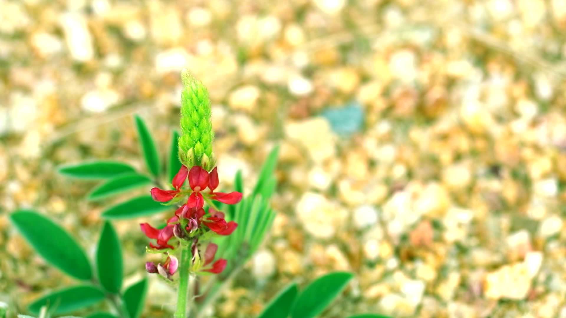 红花云石山2视频的预览图
